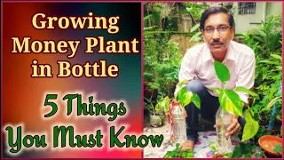 Growing Money Plant or Pothos in Water Bottle : 5 Things You Must Know