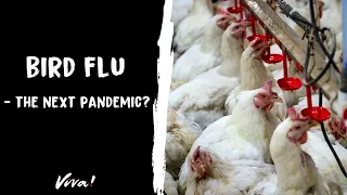 Bird flu - the next pandemic?