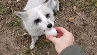 All the foxes at SAVEAFOX get an EGG 🥚