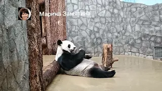 Семья панд в Московском зоопарке.