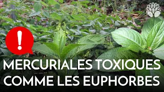 La mercuriale : plante toxique de la famille des Euphorbes