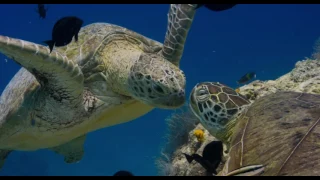 Dauphins de Disneynature - Bande Annonce