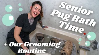 How I Bathe & Groom my Three Senior Pugs at Home | Pug Bath Time at Grumble Farm