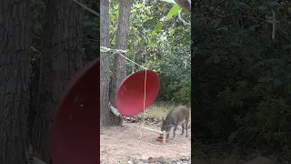 Spotting wild boars _  Making some rudimentary trap,Survive alone survival instinct, survival skills