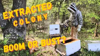 Inside the Hive: How's Our Rescued Bee Colony Doing? | Update on Our Hollow Tree Honeybee Extraction