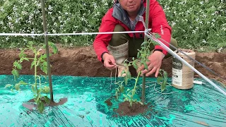 農家がトマト栽培の基本を教えます  Tomato