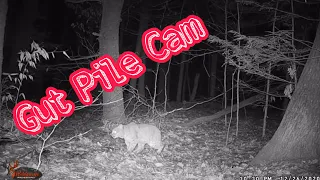 I left a trail cam over a deer gut pile for three nights and this is the footage