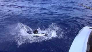 Fishing in the Dominican Republic. White marlin. ( Рыбалка в Доминикане. Белый марлин ).