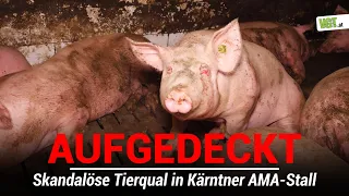 Skandalöse Zustände in Kärntner AMA-Schweinemast