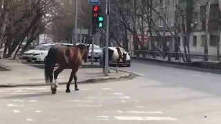 По центру Тюмени бегали лошади