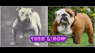 How 100 Years of Breeding Changed These Dog Breeds