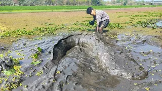 Traditional catfish catching in mud water by hand - Traditional fishing video