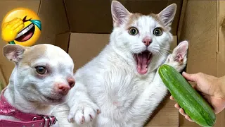 When God sends you a funny cat and dog😛Funniest cat and dog ever😽🐶Part 10