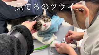 病院…いやにゃ〜〜〜！！🐈‍⬛