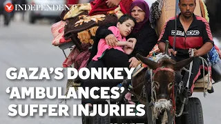 Donkey ‘ambulances’ in Gaza suffer malnutrition and severe injuries, says charity