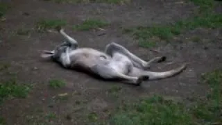 Кенгуру чешется (roo scratching itself)