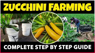 Zucchini Farming | How to grow Zucchini at Home | Zucchini Cultivation