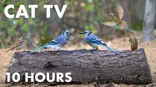 Blue Jays, Red Squirrels, Chipmunks and Forest Animals - 10 Hour Cat TV for Cats - Oct 10, 2023