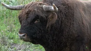 Bos taurus taurus in Miniatuur (Bos taurus taurus Miniature)