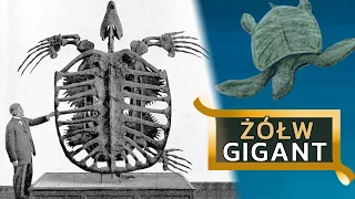 ARCHELON - największy żółw jaki żył na Ziemi!