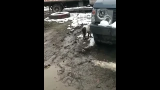 Коты дерутся в луже, видео Сережи 01K