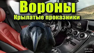 Умная ворона. Вороны крылатые проказники. Поразительные умственные способности животных