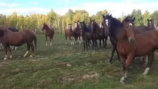 Табун бегущих лошадей