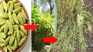 how to grow cardamom at home | elaichi ka paudha kaise ugaye | এলাচ চারা তৈরির পদ্ধতি