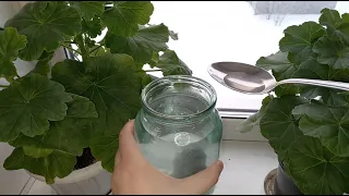 2 fertilizers for Geranium (Pelargonium) to stimulate plant growth, leaf mass