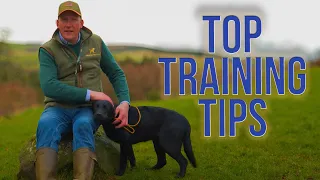 Top tips for training a puppy