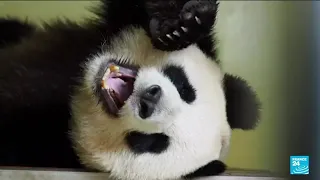 Panda joy: French zoo hails birth of twin bears • FRANCE 24 English