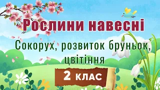 🌿Рослини навесні - 2 клас - Я досліджую світ. Природознаство