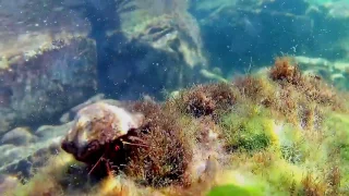 Best of Snorkeling the Mediterranean and Black Sea 2016 - Animal Life