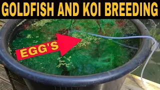 Breeding Goldfish And Koi in your Pond Part One