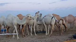 Saudi ko National Animal Camel Visiting in Desert Very Big