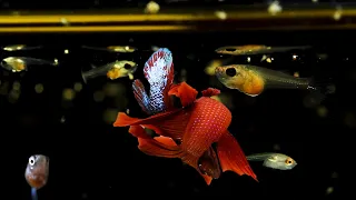 Betta Fish Breeding: How to Successfully Raise Betta Fry