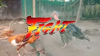 big turkey vs small chicken fight