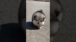 Cute Alaskan malamute puppies