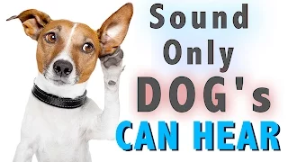 Sound Dogs Can Only Hear | HQ