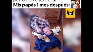 MIS PAPÁS: "NO QUIERO PERROS EN ESTA CASA"