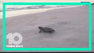 Sea turtle nesting season starts in Tampa Bay