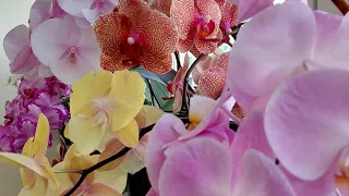 Мои невероятные орхидеи! Июнь 2023💙💛