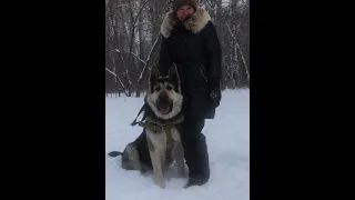 Восточно Европейская Овчарка Граф на ЗКС. Кусачки.