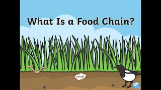 Science Lesson - Food Chains 2nd February