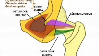 Tmmed anatomia - anato yeren 2 1