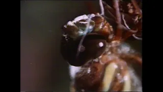 Наша живая планета (Центрнаучфильм, 1983)