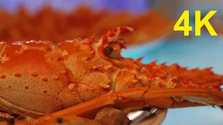 4K Free Stock Footage: Lobster Plate