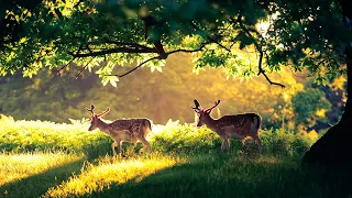 самая красивая музыка🌿 поможет вам снять усталость от стресса🌿 успокаивает нервную систему #3