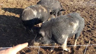 How do you know if a Sow pig is in heat? Ask the Boar!