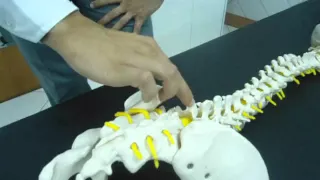 DOR LOMBAR x LOMBOSSACRA x SACROILÍACA TERAPIA MANUAL EXAME Clínica de Fisioterapia Dr. Robson Sitta